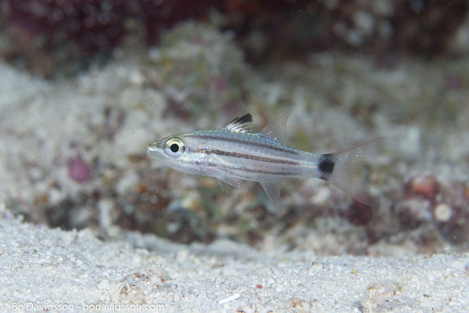 BD-130710-Maldives-0097-Cheilodipterus-macrodon-(Lacepède.-1802)-[Largetoothed-cardinalfish].jpg